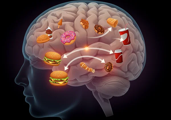 Brain's reward system showing addiction to processed foods